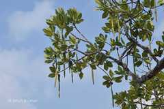 Rhizophora mucronata